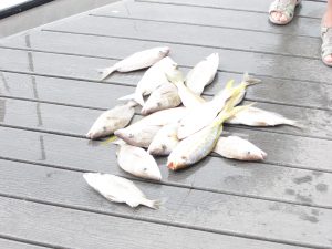 fish on the dock